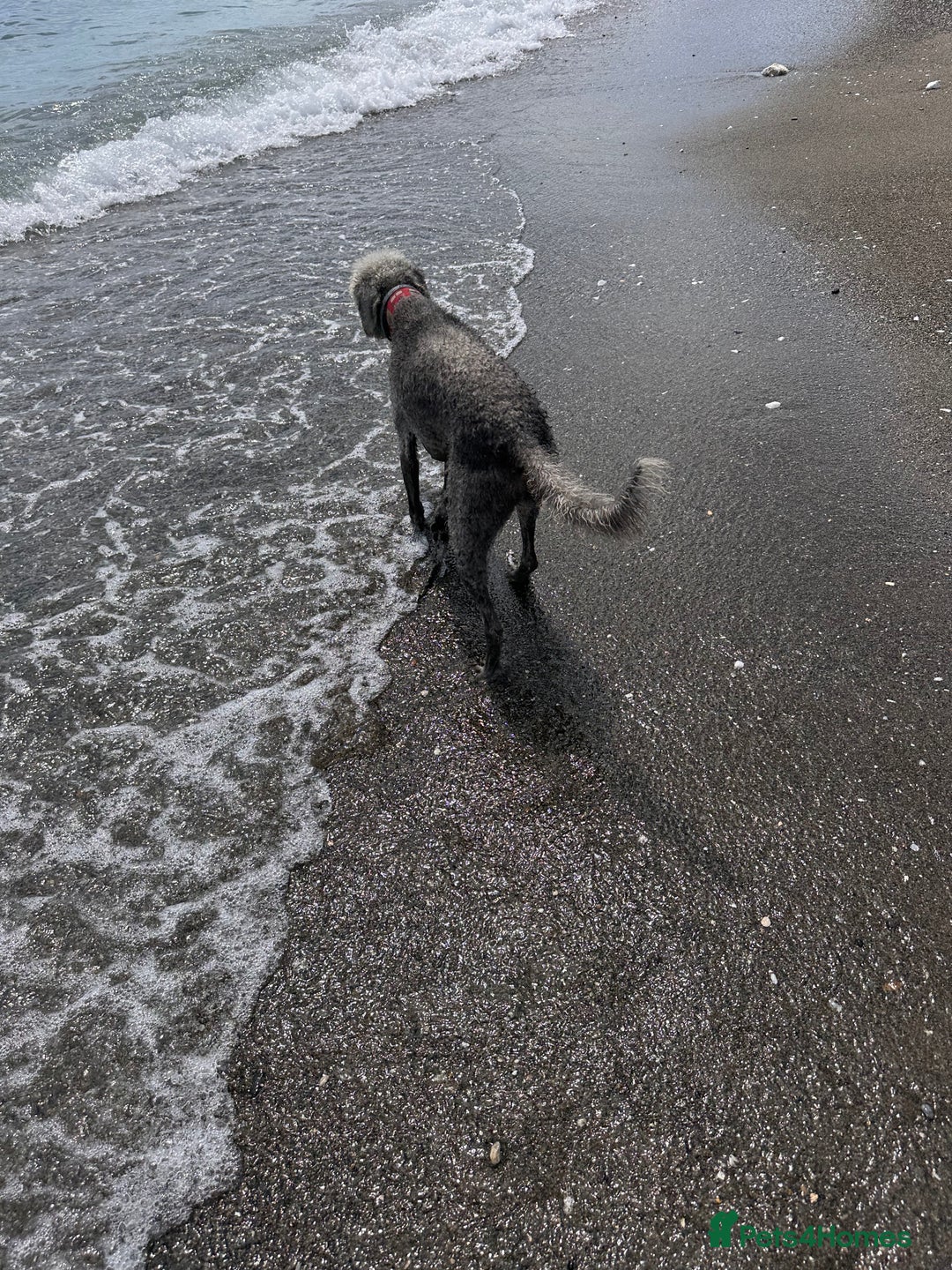 Mixed Breed dogs for sale: Beautiful Bedlington/Greyhound Cross  - Advert 9