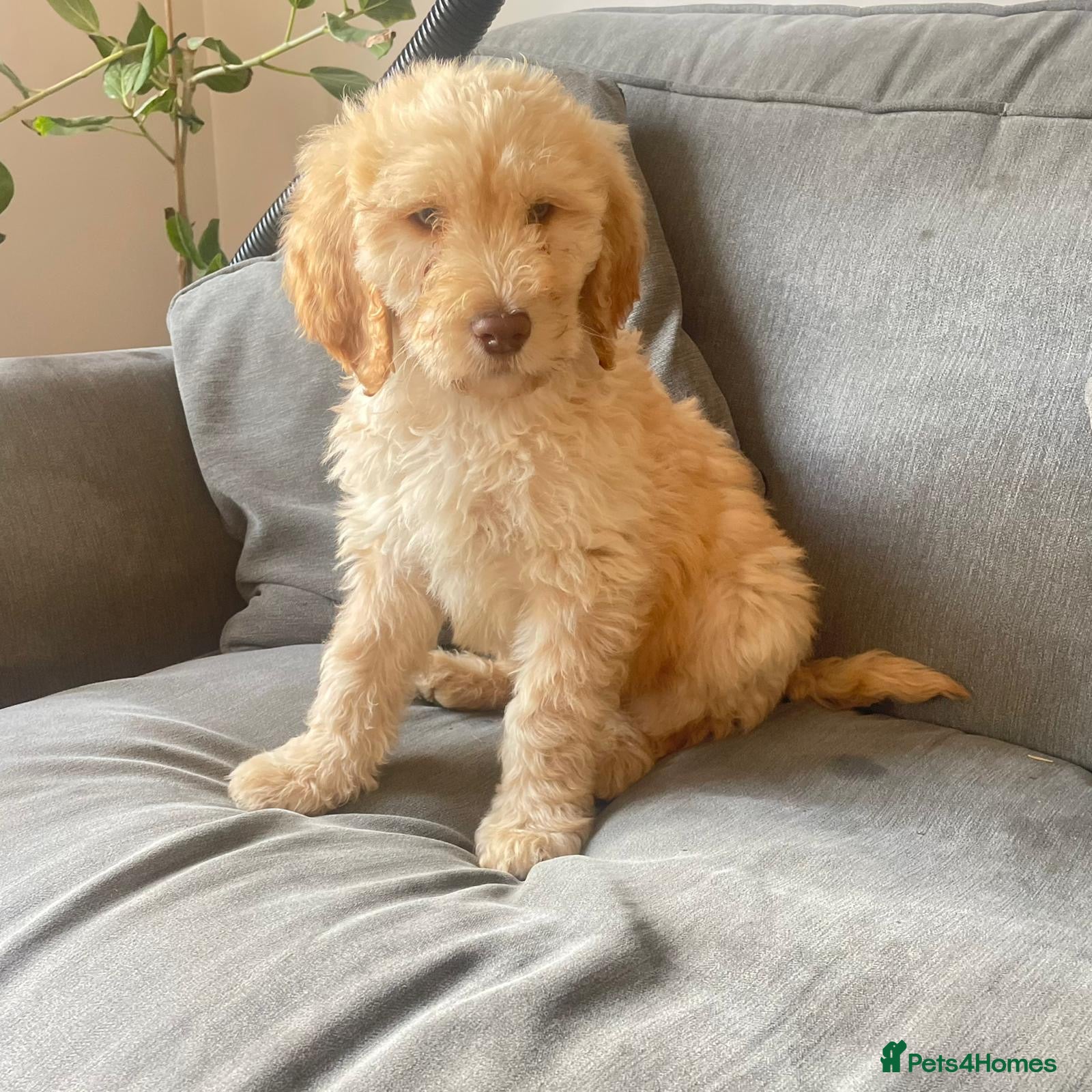 Irish Doodle dogs Irish doodle pups(1 girl left picture 2) - Advert 1