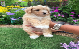 Mixed Breed dogs for sale: Australian Labradoodle/ Coton De Tulear  - Image 4