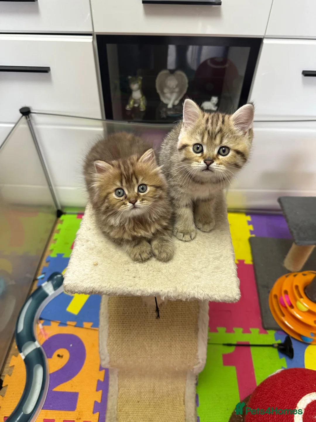 British Shorthair cats for sale: Beautiful  British Shorthair kittens 🐾 - Advert 26
