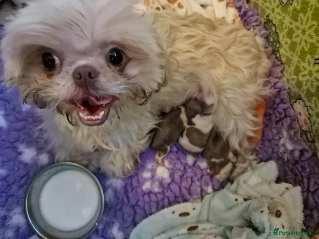 Shihpoo dogs for sale: Lilac F1 Quality Shihpoo - Advert 2