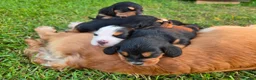 Cocker Spaniel dogs for sale: Cocker Spaniel  Puppies in London - Advert 1