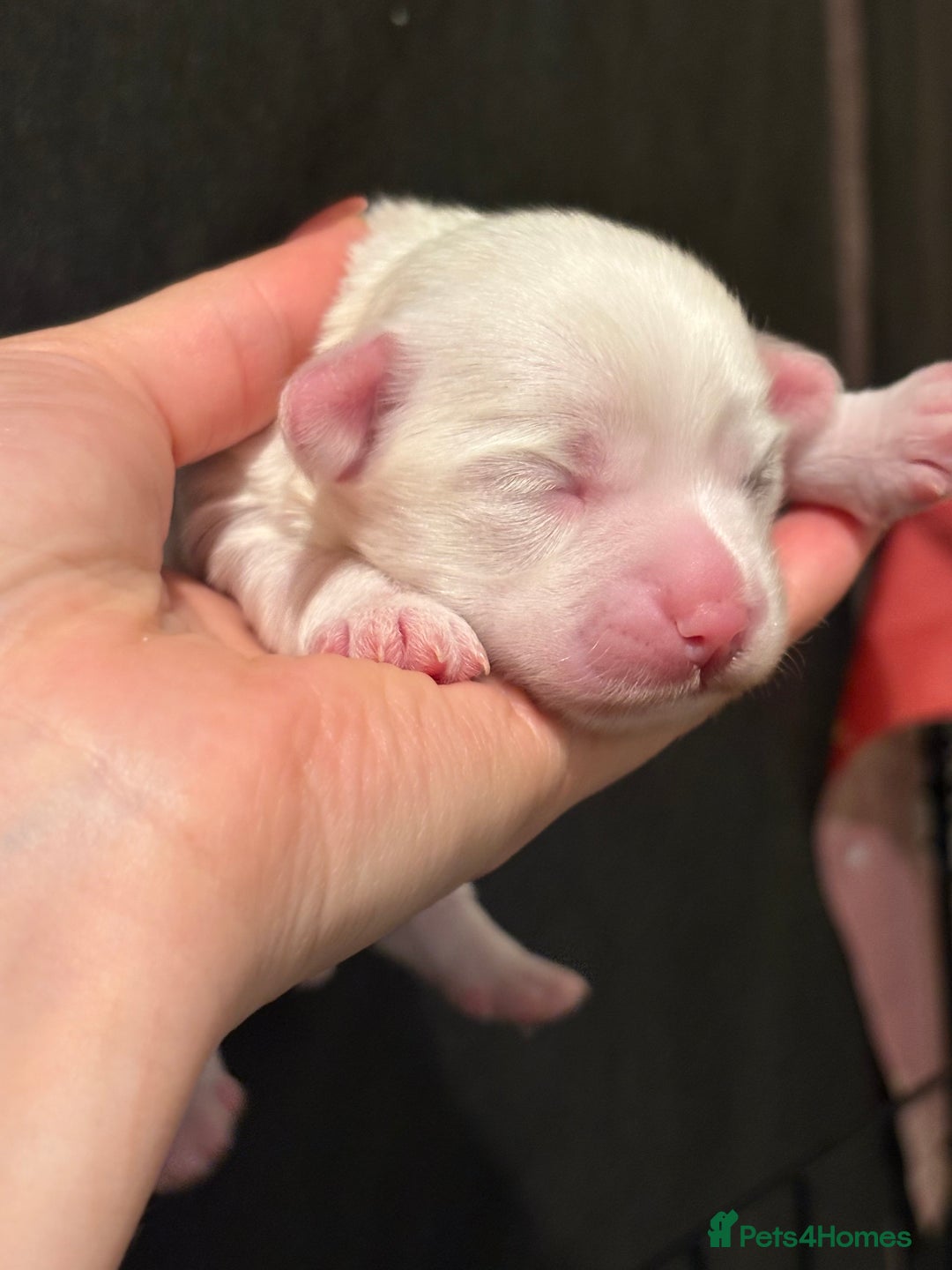 Bichon Frise dogs for sale: bichon - Advert 1