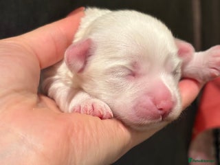 Bichon Frise dogs bichon - Advert 2