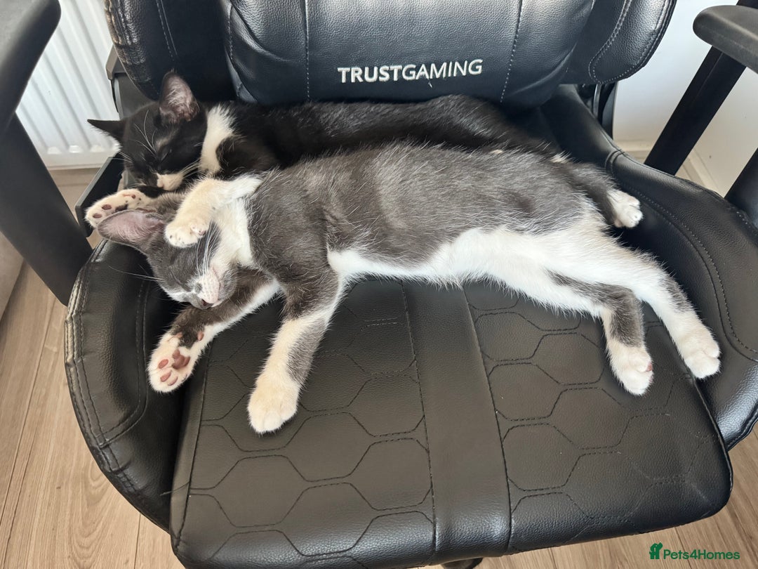 British Shorthair cats for sale: 1 Male & 1 Female kitten - Image 2