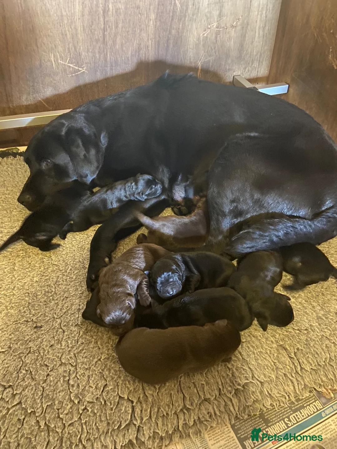 Labrador Retriever dogs for sale: Show bred quality labrador Retrievers in Newton Abbot - Advert 6