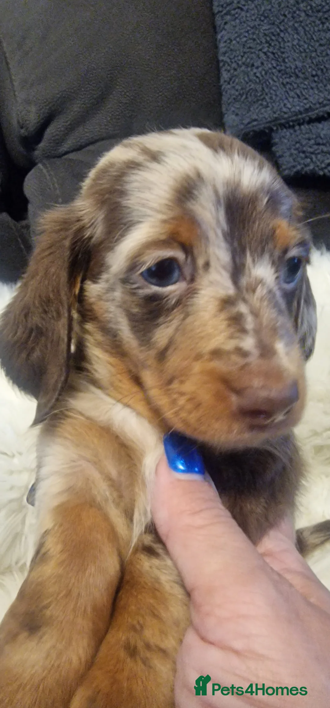 Miniature Dachshund dogs for sale: READY to GO FULL Vac Mini Dachshund smooth  - Advert 29