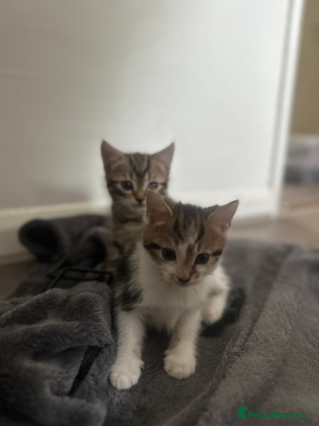 Mixed Breed cats for sale: 3 beautiful tabby’s - Image 6