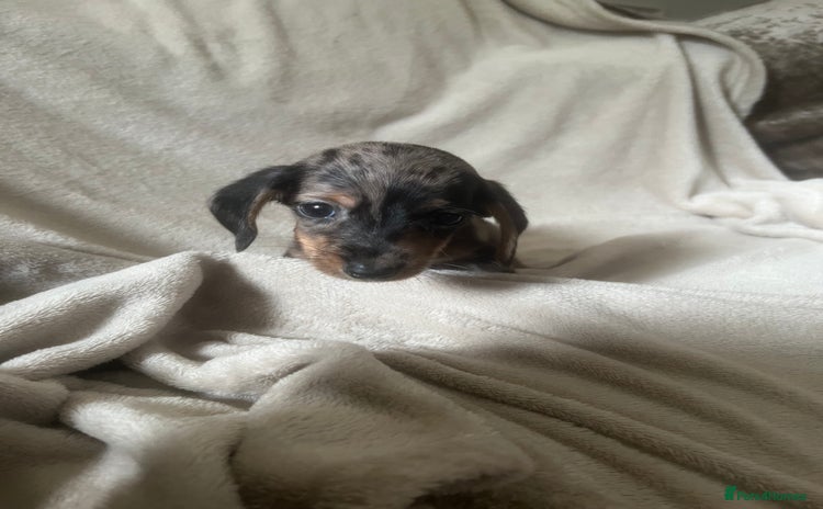 Miniature Dachshund dogs - Advert 1