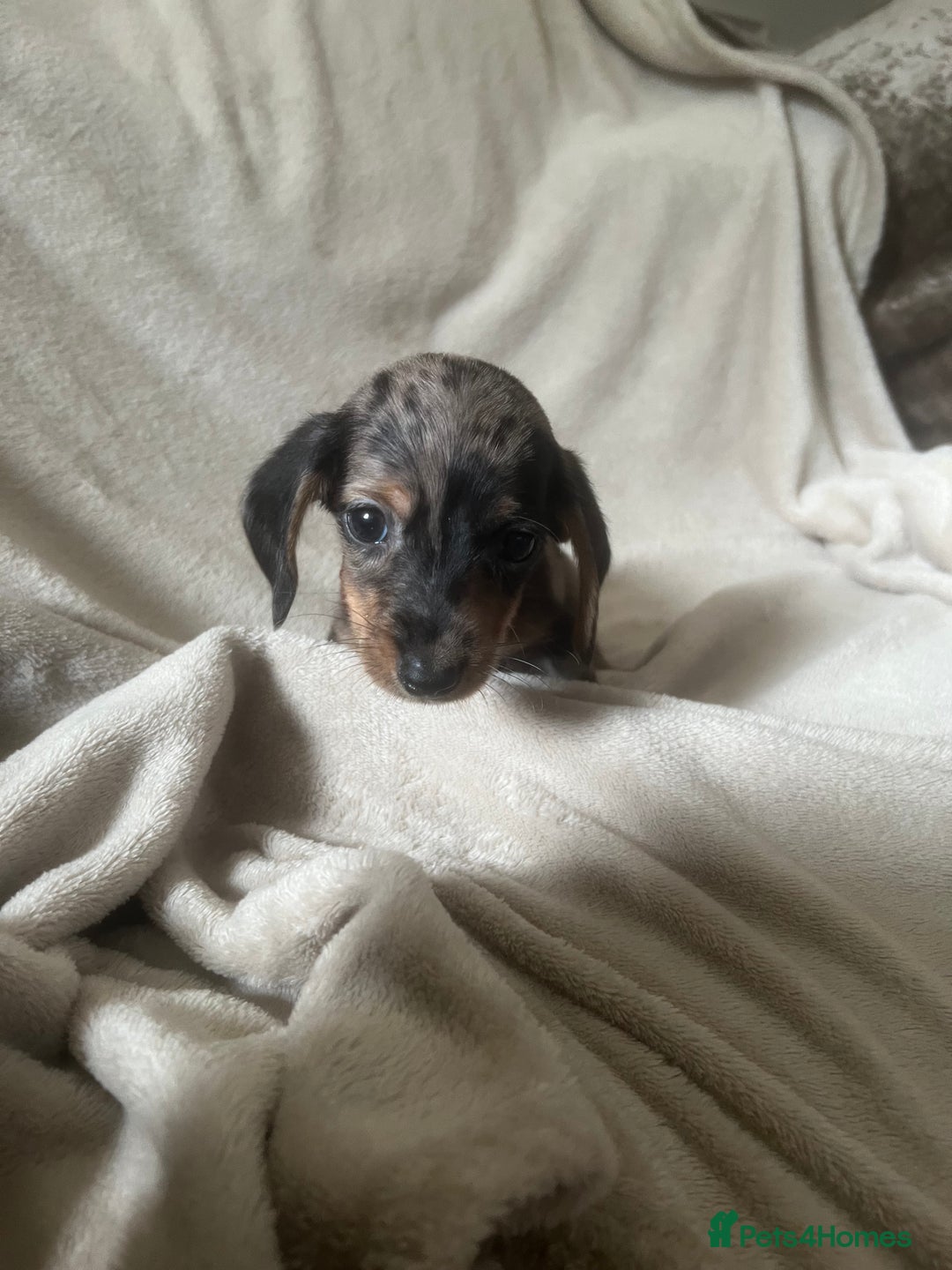 Miniature Dachshund dogs for sale: Miniature dachshund puppies 8 weeks old  - Image 1