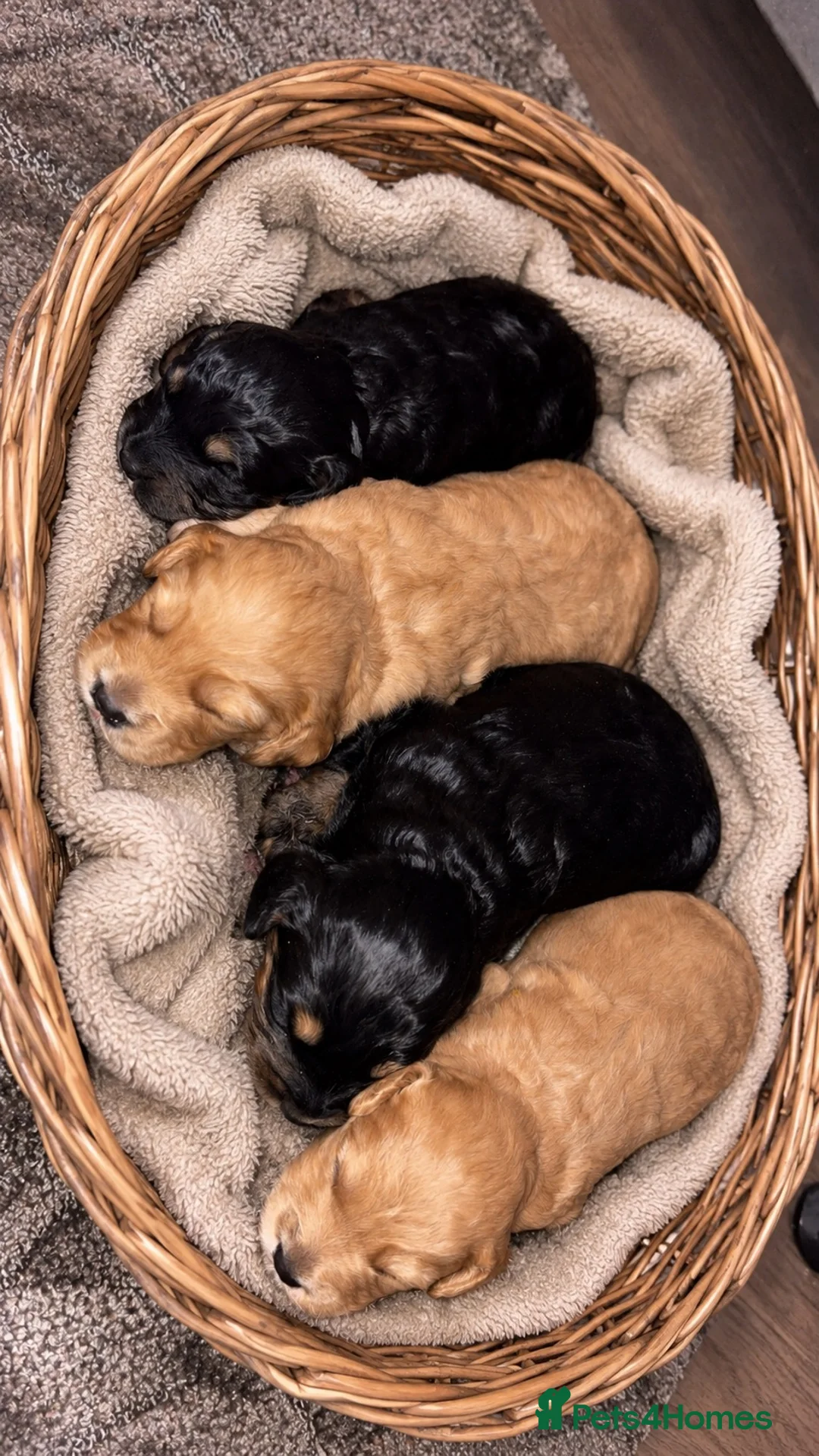 Cockapoo dogs for sale: Beautiful cockapoo puppies  - Advert 2