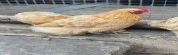 Chickens poultry for sale: Small friendly Cockerels silver lace / Pekin cross - Advert 5