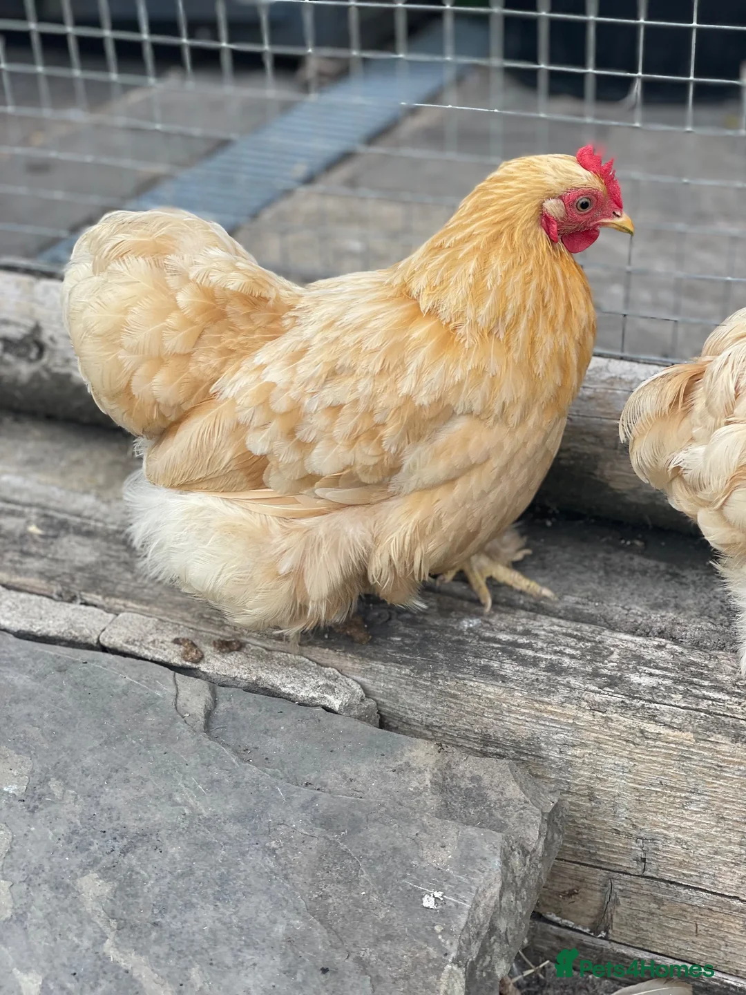 Chickens poultry for sale: Small friendly Cockerels silver lace / Pekin cross - Advert 5