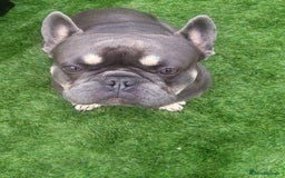 French Bulldog dogs for stud: Dogs name Zeus in a good healthy all vaccination  - Advert 3