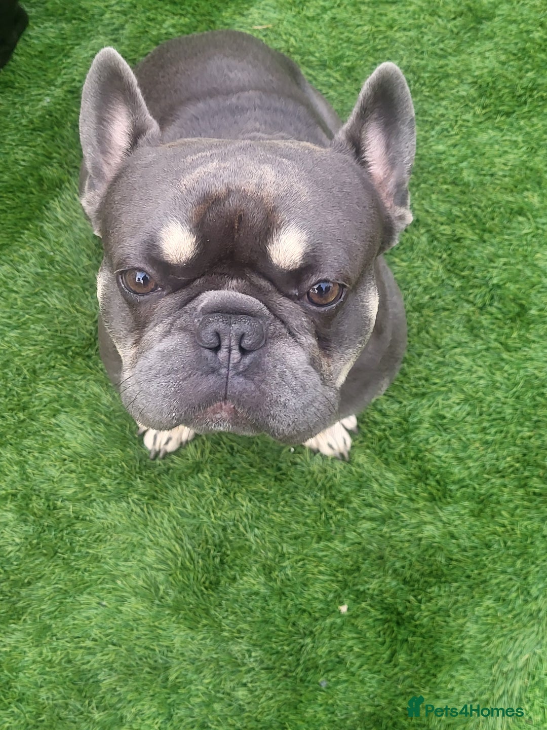 French Bulldog dogs for stud: Dogs name Zeus in a good healthy all vaccination  - Advert 3