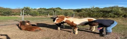 Dartmoor horses for sale: Beautiful & quiet Dartmoor Hill Colt in Colchester - Advert 8