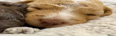 Lagotto Romagnolo 2