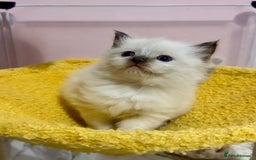 Ragdoll cats for sale: ❤️ Stunning Pure DNA Clear ✅ Ragdoll Kittens ❤️  - Image 5