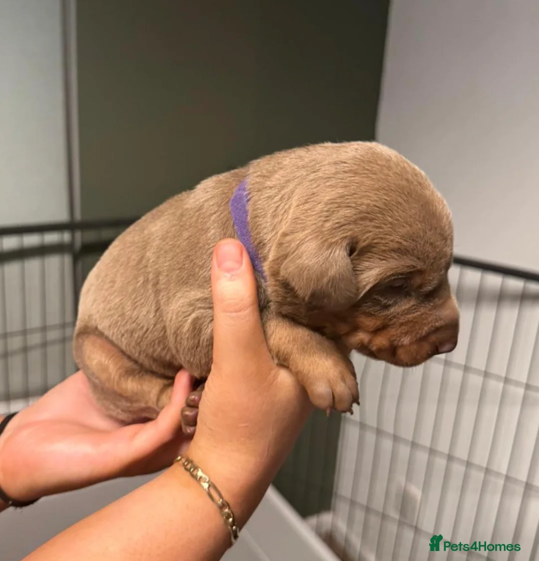 Dobermann dogs for sale: Chocolate & Isabella Doberman puppies for sale  - Advert 27