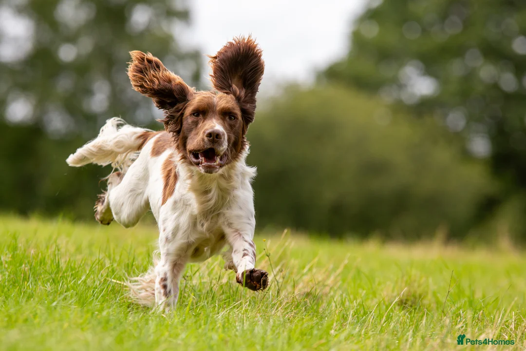 English Springer Spaniel dogs for stud: DNA Tested & Hip/Elbow scored Springer - Bryn in Carmarthen - Advert 5
