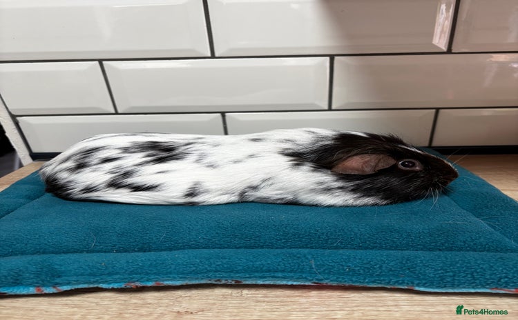 Guinea Pig rodents - Advert 2