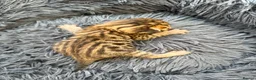 Bengal cats for sale: Beautiful Bengal cross kittens  - Advert 4