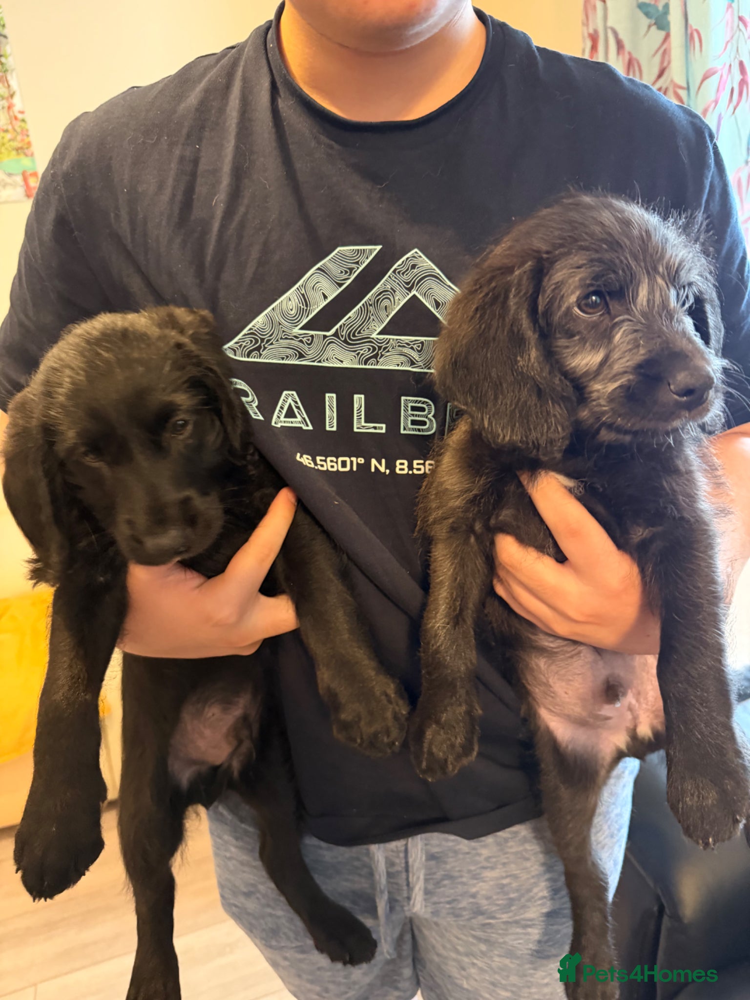 Labradoodle dogs 2 left-ONLY FOR THIS WEEKEND!!! - Advert 5