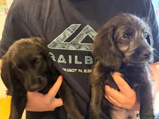 Labradoodle dogs 2 left-ONLY FOR THIS WEEKEND!!! - Advert 5
