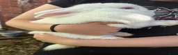 Mixed Breed rabbits for sale: Male rabbit  - Advert 2