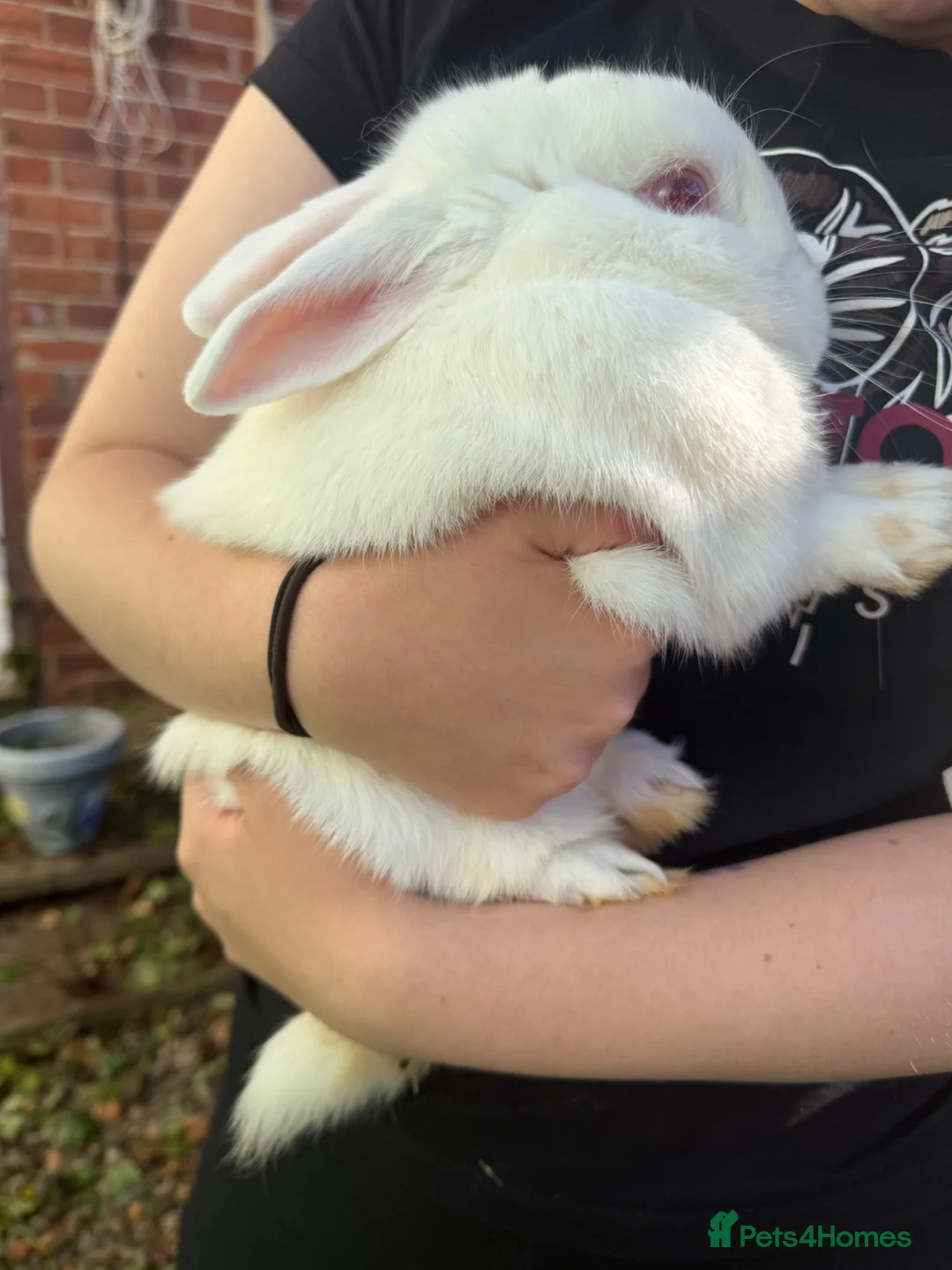 Mixed Breed rabbits for sale: Male rabbit  - Advert 2