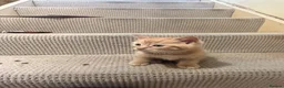 Mixed Breed cats for sale: 6 gorgeous kittens  - Advert 5