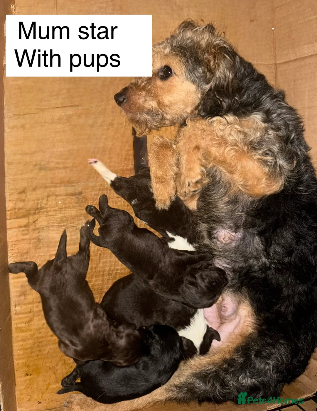 Mixed Breed dogs for sale: Airedale X Cockapoo  - Advert 4
