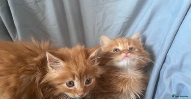 Mixed Breed cats - Advert 3