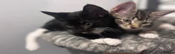 British Shorthair cats for sale: 🐾 Beautiful British Shorthair Cross Kittens - Advert 5