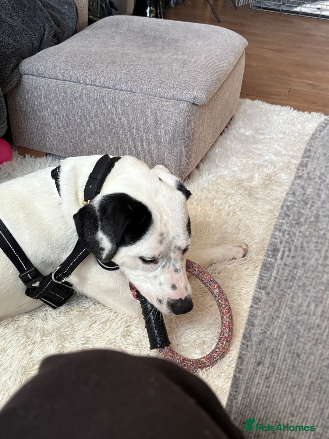 Mixed Breed dogs for sale: Needs new home asap - Advert 5