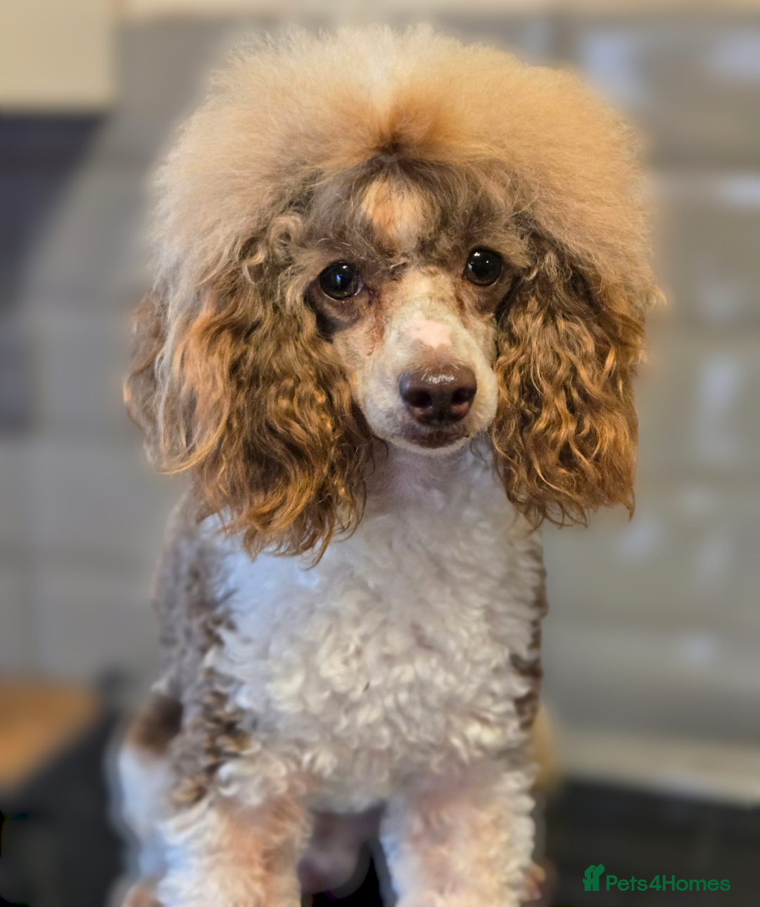 Toy Poodle dogs for sale: Adult Male KC Reg Toy Poodle - Image 2
