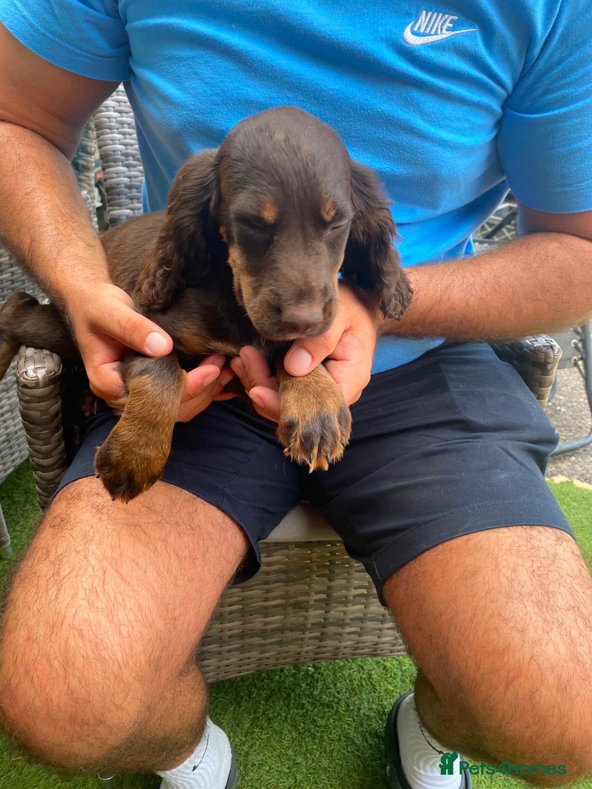 Cocker Spaniel dogs 4 Girls Left Cockerspaniel puppys - Advert 1