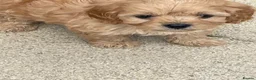 Cavapoo dogs for sale: Charming cavapoo puppies  - Advert 22