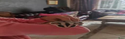 Sugar Glider rodents for sale: Tamed Pair of Sugar Gliders Looking for a Home - Advert 3
