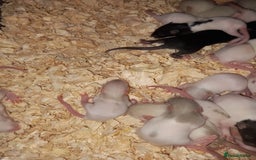 Rat rodents for sale: Beautiful baby rats  - Image 4