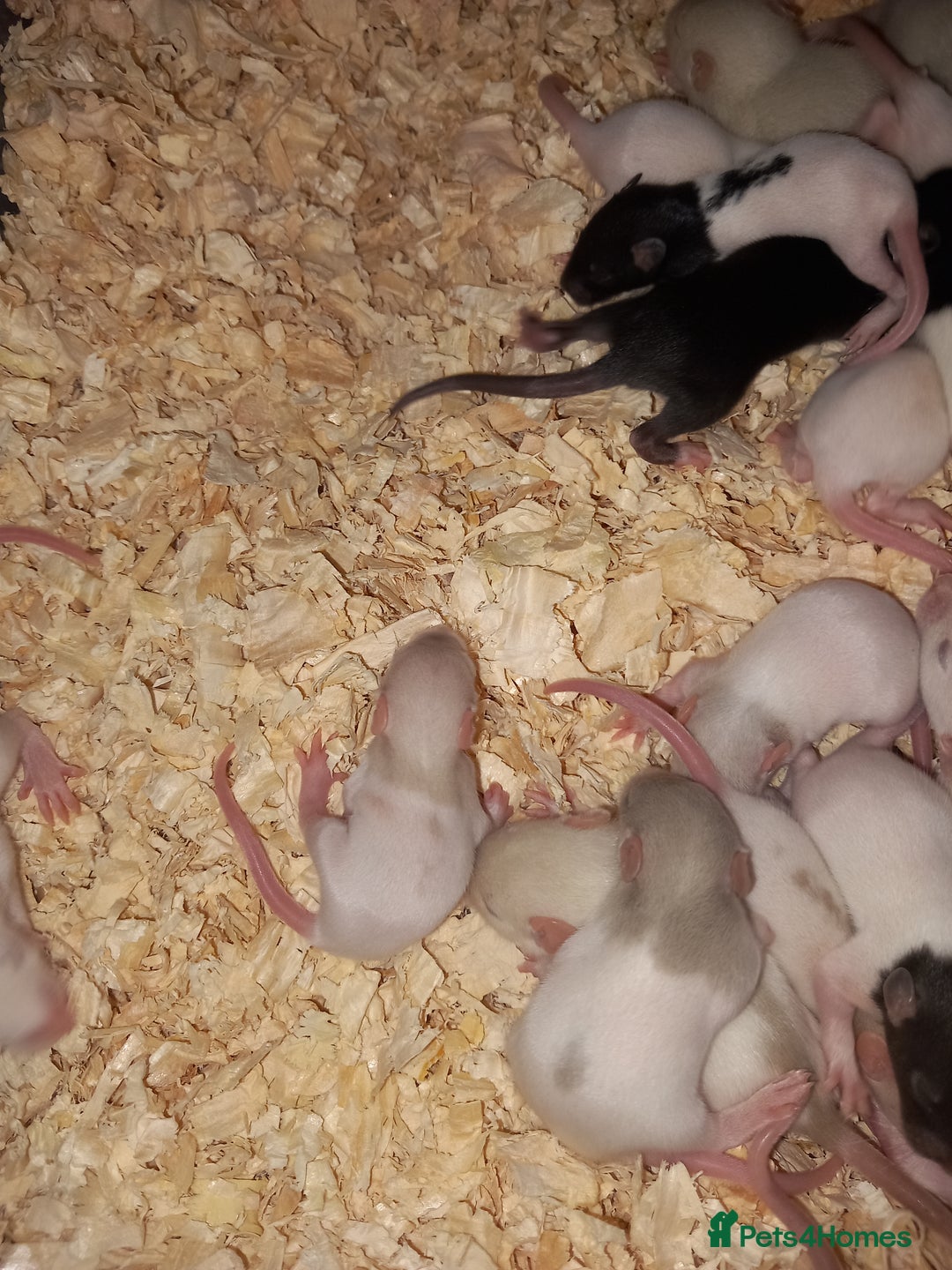 Rat rodents for sale: Beautiful baby rats  - Image 4