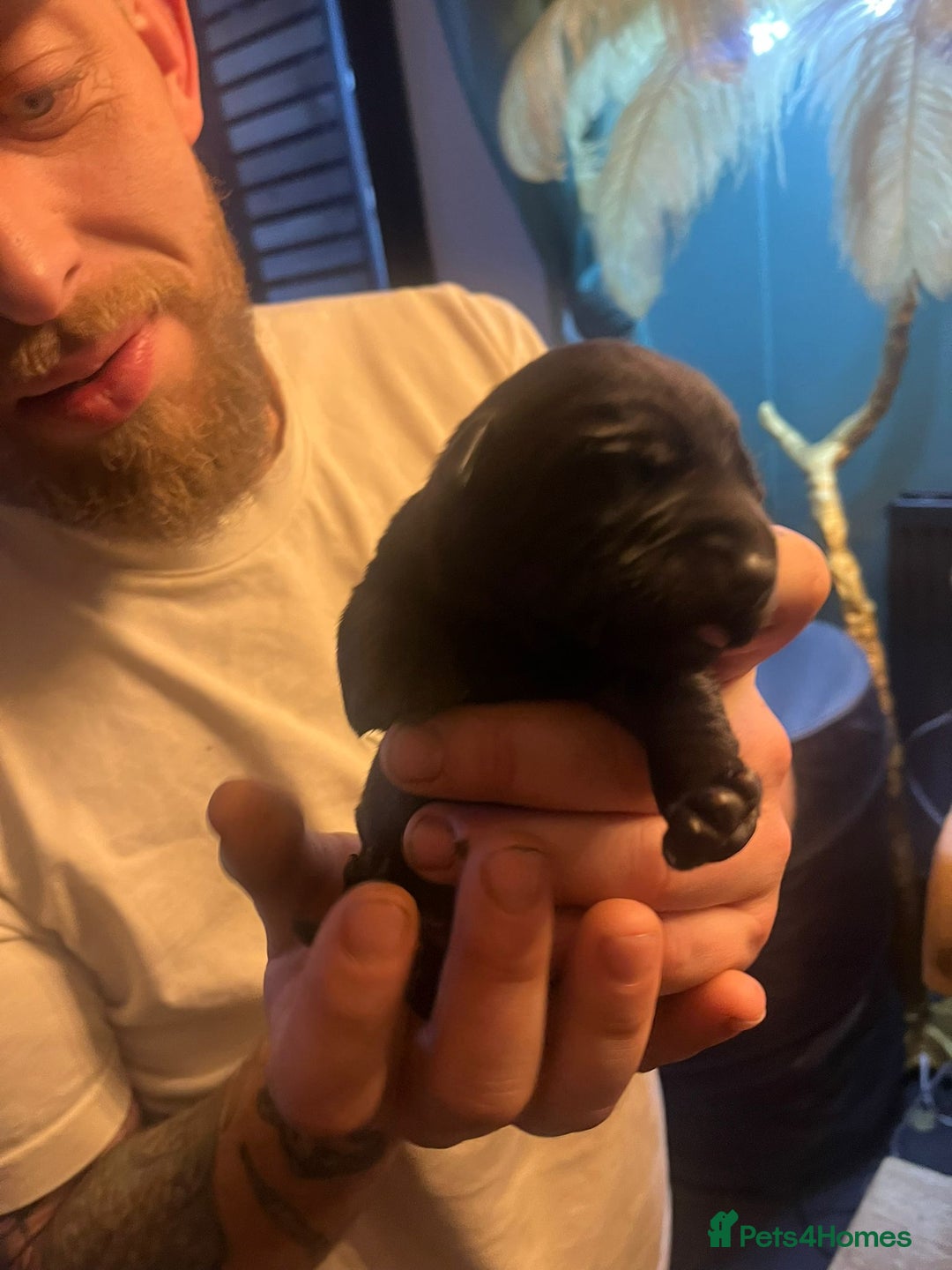 Mixed Breed dogs for sale: Blue staff x Black labrador puppies  - Advert 15