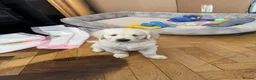 Golden Retriever dogs for sale: Little boy blue  - Advert 2