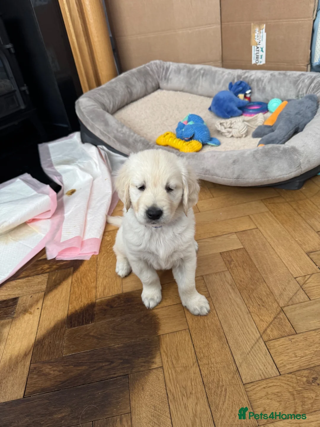 Golden Retriever dogs for sale: Little boy blue  - Advert 2