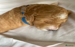Labradoodle dogs for sale: Beautiful F3b Labradoodle Puppies - Image 10