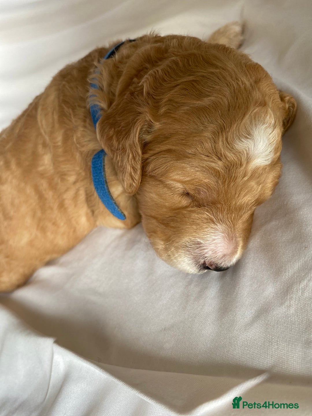 Labradoodle dogs for sale: Beautiful F3b Labradoodle Puppies - Image 10