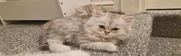 Persian cats for sale: 3 lovely kittens Persian Doll Face - Advert 3