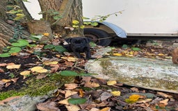 Mixed Breed dogs for sale: 🖤 PATTERDALE X 3 GIRLS LEFT 🖤 - Image 3