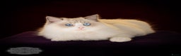 Ragdoll cats for sale: Ragdoll Blue Bicolor Kitten Boy LRBC SHOW TICA - Advert 1
