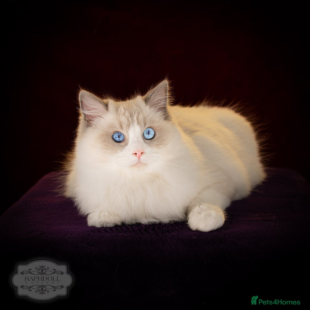 Ragdoll cats for sale: Ragdoll Blue Bicolor Kitten Boy LRBC SHOW TICA - Advert 1